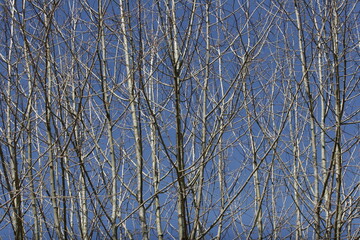 Obraz premium tree branches against blue sky