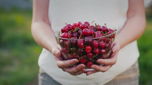 Farmer holds a bowl of cherries
