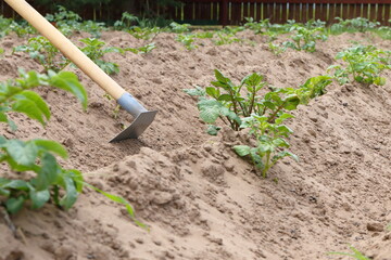 The garden tool is used for hilling plants of young green potatoes.