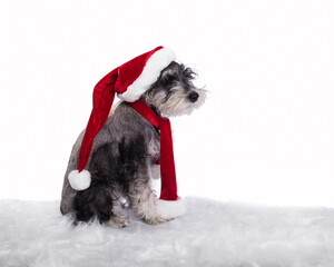 side portrait of three-month-old salt and pepper Schnauzer puppy dressed for Christmas