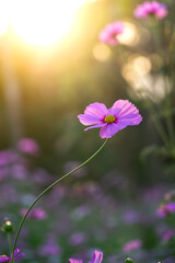 Pink cosmos flower,Evening sun slanting top with a flower Cosmos foreground