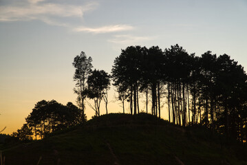 silhouette of a pine tree.