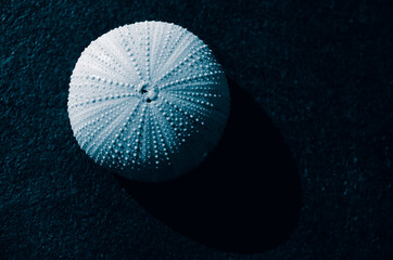 Seashell Minimal Monochrome Photography