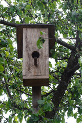 wooden birdhouse - a birdhouse in a tree garden