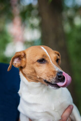 Portrait of a small dog of the Jack Russell Terrier breed with white and brown spots