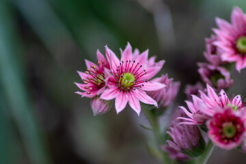 Close up of beautiful flower, plant in a park in Germany