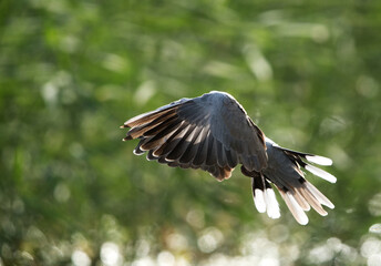 Eurasian Collard Dove in flight