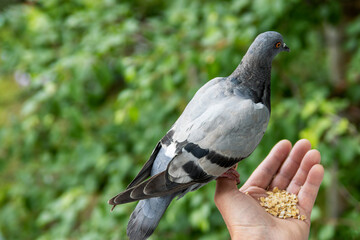 Dove. Dove sits on a hand. In the palm of food for the pigeon.