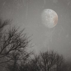 Naklejka premium moon and tree