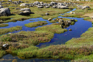 Grassy marshland with standing water
