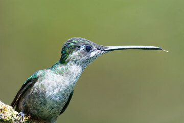 Humming bird with beak as long as she is sticks out her tongue - 359751101