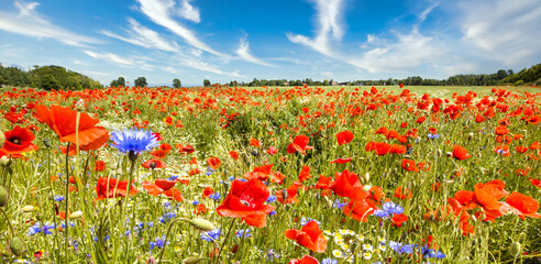 Wildblumenfeld mit Mohn, Kornblumen und Wilder Kamille