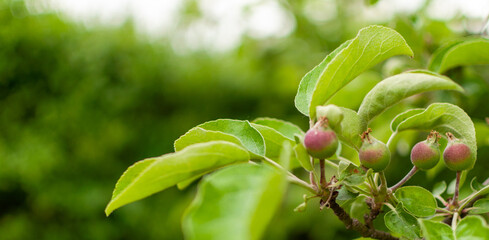 Fresh ripening domestic Apple fruits on blurred greenery background. Malus domestica.
