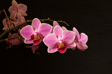 Fototapeta na wymiar Branch with flower of the orchids on black background