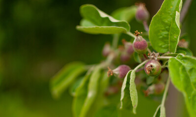 Fresh ripening domestic Apple fruits on blurred floral background. Malus domestica.