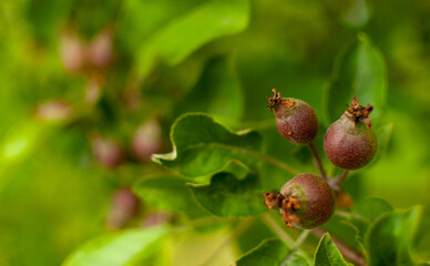 Young ripening domestic Apple fruits with other small blurred apples in background. Malus domestica.