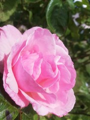 pink rose in garden