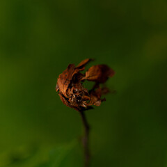 Old Overblown Apple Blossom against dark green blurred background. Malus domestica.