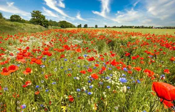Wildblumenfeld mit Mohn, Kornblumen und Wilder Kamille