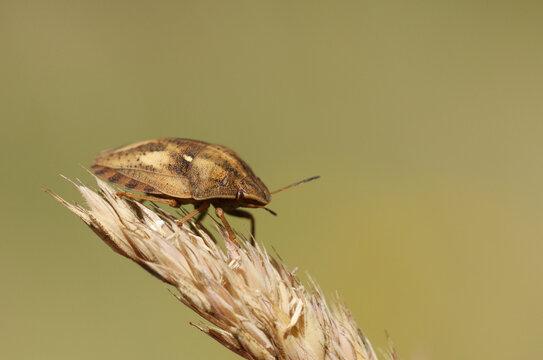 A Tortoise Bug, Eurygaster testudinaria, standing on a grass seed head in a meadow.