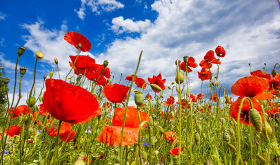 Obraz premium Wildblumenfeld mit Mohn, Kornblumen und Wilder Kamille