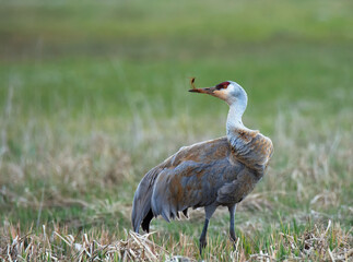 Sandhill crane with twig in beak with head twisted backwards