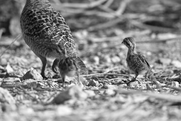 Grey francolin chicks moving away with their mother