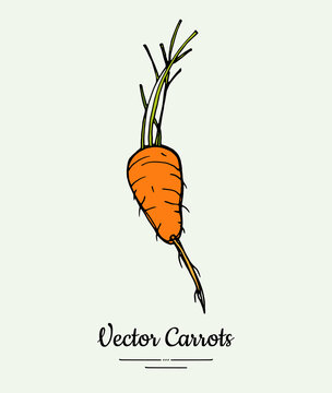 Carrot vegetable vector isolate. Orange whole carrot, green leaf. Vegetables hand drawn illustration. Trendy food vegetarian sweet ripe root icon logo sketch style. Carrot vector illustration isolated