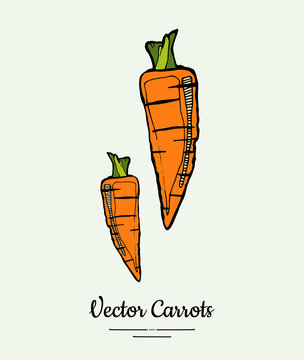 Carrot vegetable vector isolate. Orange whole carrot, green leaf. Vegetables hand drawn illustration. Trendy food vegetarian sweet ripe root icon logo sketch style. Carrot vector illustration isolated
