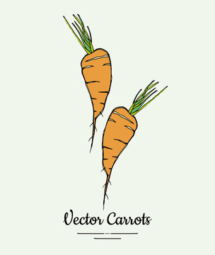 Carrot vegetable vector isolate. Orange whole carrot, green leaf. Vegetables hand drawn illustration. Trendy food vegetarian sweet ripe root icon logo sketch style. Carrot vector illustration isolated