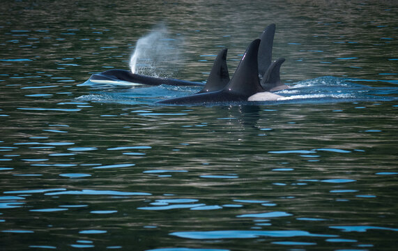 Family pod of 4 orca swim in line abreast