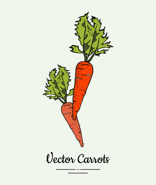 Carrot vegetable vector isolate. Orange whole carrot, green leaf. Vegetables hand drawn illustration. Trendy food vegetarian sweet ripe root icon logo sketch style. Carrot vector illustration isolated
