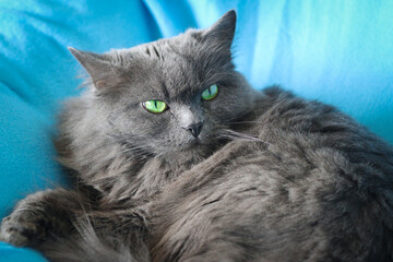 Resting gray british cat