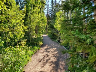 Fototapeta premium path in the forest