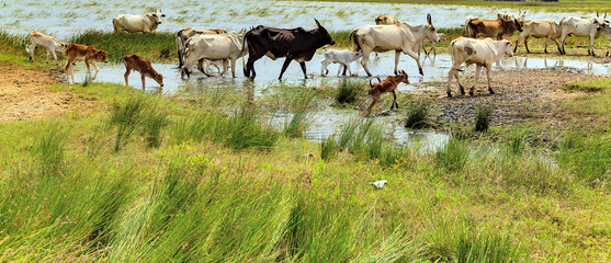 Zebu domestic cattle in field. Cows on pasture. Cow herd