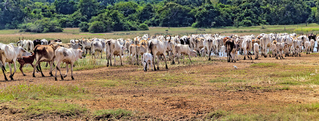 Zebu domestic cattle Cows in field.