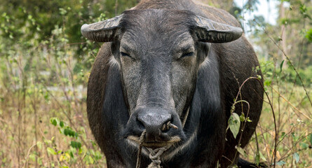 Naklejka na ściany i meble Asia water buffalo