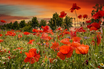 Wildblumenfeld mit Mohn, Kornblumen und Wilder Kamille