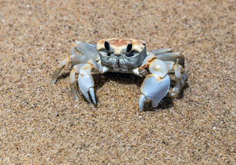Crab sand beach close up © Emoji Smileys People