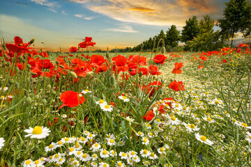 Wildblumenfeld mit Mohn, Kornblumen und Wilder Kamille