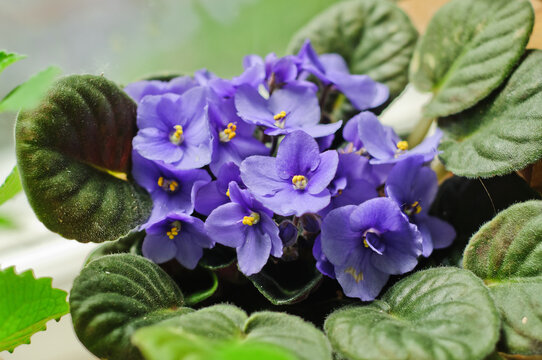 Bright purple flowers blooming Saintpaulia