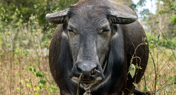 Asia water buffalo