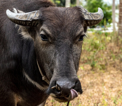 Buffalo or Carabao in green tropical jungle