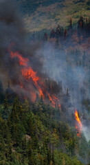 Ribbons of fire stretches across hillside covered with spruce trees - 359752119