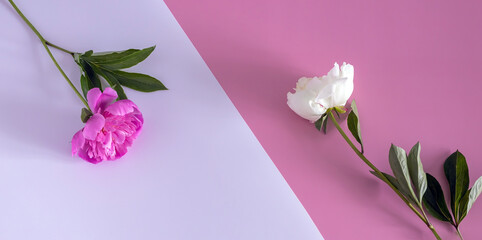 pink peony lying on a white background, white peony lying on a pink background, top view. flat lay, copy space