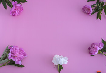 Fototapeta premium Top view pink peonies, many colors on a blue background, flat lay, copy space