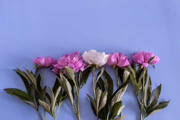 four pink peonies and one white peony lie on a blue background, top view. flat lay, copy space