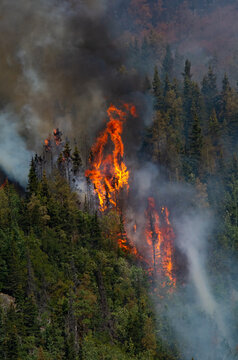 Flames lick up trees in spruce forest