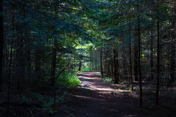 Fototapeta premium Farragut State Park