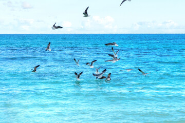 Fototapeta na wymiar Seagulls Feeding Frenzy Over the Ocean